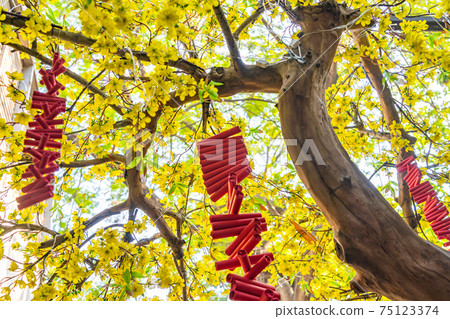 Firecrackers hanging on yellow apricot blossom in Lunar New Year Firecrackers hanging on yellow apricot blossom in Lunar New Year 75123374