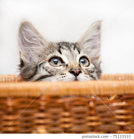 Kitten in ambush Kitten in ambush 75123535