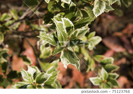 Beautiful Osmanthus Heterophyllus Goshiki False Holly, holly osmanthus or holly olive with spiky variegated evergreen foliage. Green landscape, fresh wallpaper, nature background concept 75123768