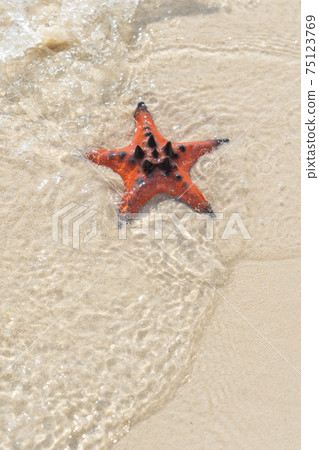 Orange starfish on the beautiful white beach background 75123769