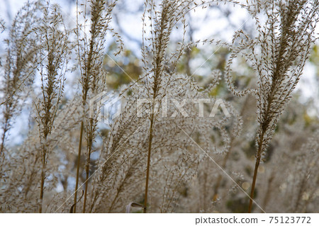 Miscanthus sinensis in Early Spring close-ap. Chinese silver grass r Susuki grass. Miscanthus sinensis in Early Spring close-ap. Chinese silver grass r Susuki grass. 75123772