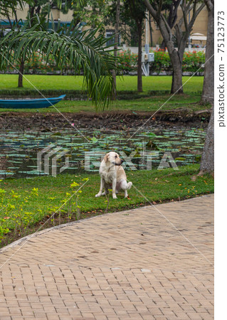 Vertical photo of labrador retriever dog pooping at the garden Vertical photo of labrador retriever dog pooping at the garden 75123773
