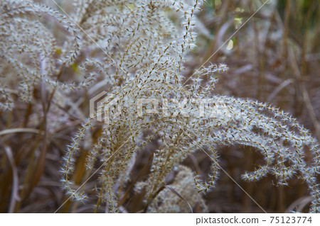 Miscanthus sinensis in Early Spring close-ap. Chinese silver grass r Susuki grass. 75123774