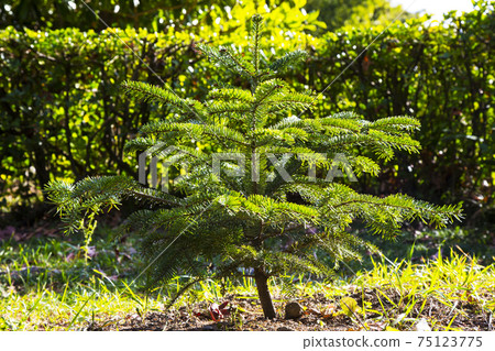 young Christmas tree in the Park one coniferous small tree outdoors on a sunny spring day 75123775