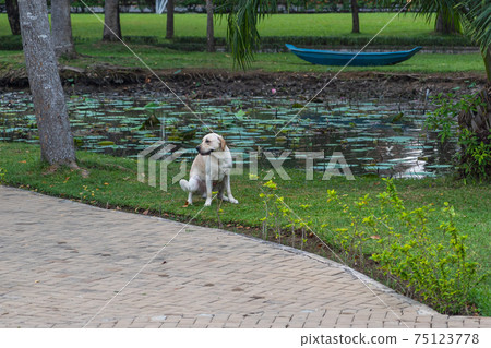 Labrador retriever dog pooping on grass at beautiful garden Labrador retriever dog pooping on grass at beautiful garden 75123778