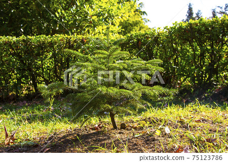 young Christmas tree in the Park one coniferous small tree outdoors on a sunny spring day young Christmas tree in the Park one coniferous small tree outdoors on a sunny spring day 75123786
