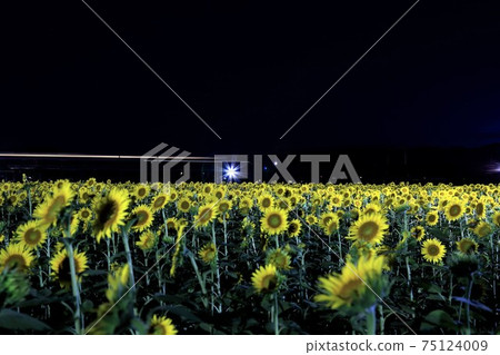Sunflower 17 (Ogaki City, Gifu Prefecture) Sunflower 17 (Ogaki City, Gifu Prefecture) 75124009