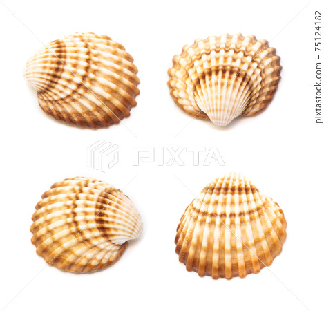 Collection of seashells isolated on white background. Full size. Collection of seashells isolated on white background. Full size. 75124182