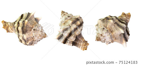 Collection of seashells isolated on white background. Full size. Collection of seashells isolated on white background. Full size. 75124183