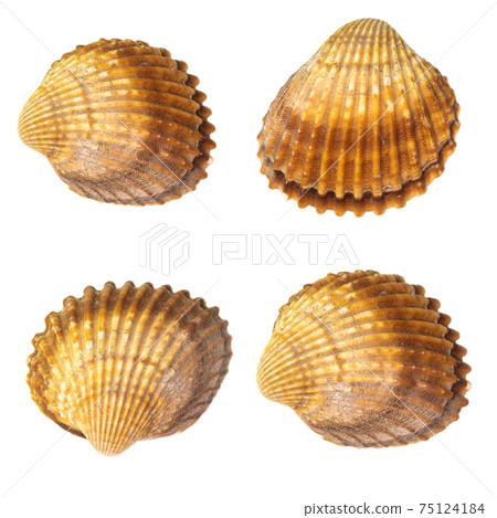 Collection of seashells isolated on white background. Full size. Collection of seashells isolated on white background. Full size. 75124184