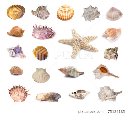 Collection of seashells isolated on white background. Full size. Collection of seashells isolated on white background. Full size. 75124185