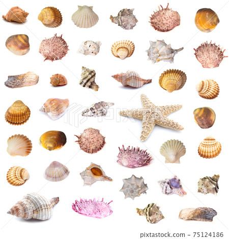 Collection of seashells isolated on white background. Full size. Collection of seashells isolated on white background. Full size. 75124186