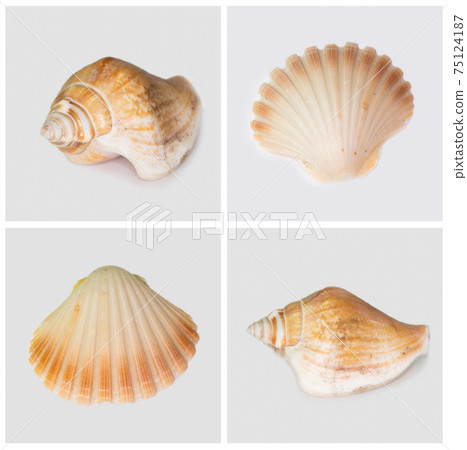 Collection of seashells isolated on white background. Full size. Collection of seashells isolated on white background. Full size. 75124187