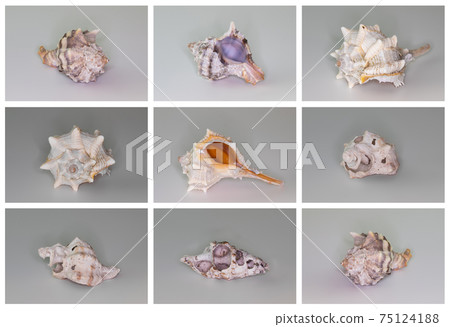 Collection of seashells isolated on white background. Full size. Collection of seashells isolated on white background. Full size. 75124188