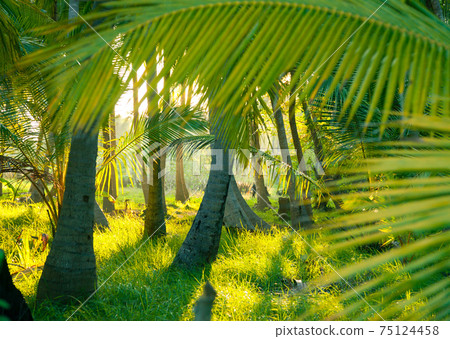 Evening sun in a misty rainforest Evening sun in a misty rainforest 75124458