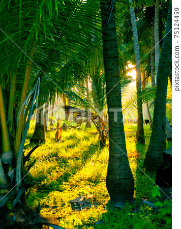 Evening sun in a misty rainforest Evening sun in a misty rainforest 75124459