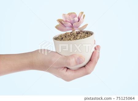 hand raised succulent cactus pots hand raised succulent cactus pots 75125064