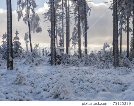 Snowy winter forest with small young snow covered spruce trees. Brdy Mountains, Hills in central Czech Republic, sunny day 75125259