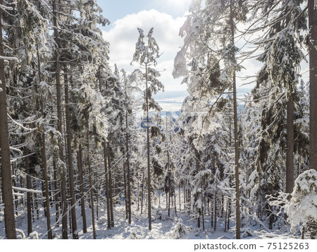 View of winter landscape with fields downhill over snowy spruce tree forest with snow covered conifers. Brdy Mountains, Hills in central Czech Republic, sunny day 75125263