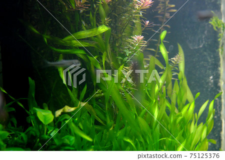 美麗的水族館水生植物 美麗的水族館水生植物 75125376