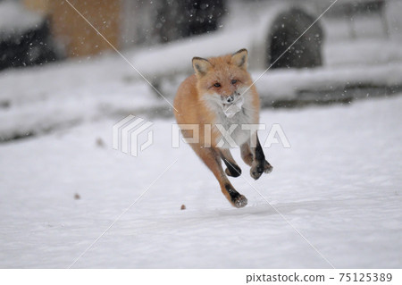 Red fox running in the snow 75125389