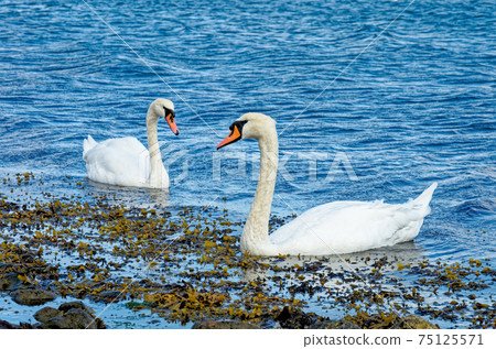 Swans in Langelinie Marina - Copenhagen - Denmark Swans in Langelinie Marina - Copenhagen - Denmark 75125571