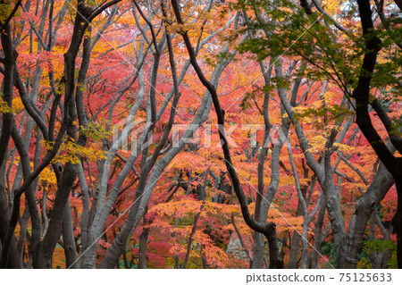 View of autumn leaves View of autumn leaves 75125633