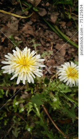 White flower dandelion flower White flower dandelion flower 75125634