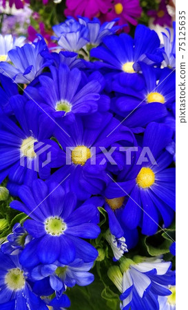 Cineraria blue Cineraria blue 75125635