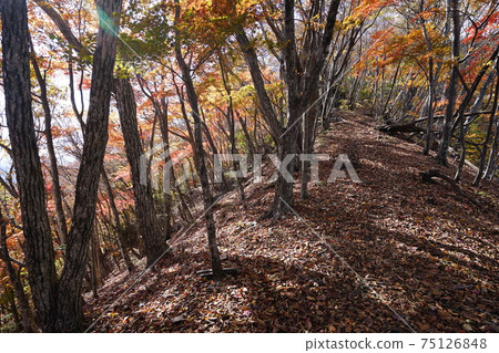 群馬縣中之條町秋色山山步道楓秋葉森林 群馬縣中之條町秋色山山步道楓秋葉森林 75126848