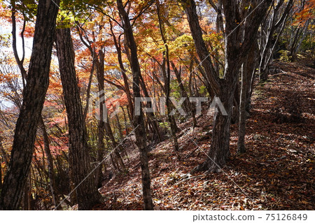 群馬縣中之條町秋色山山步道楓秋葉森林 群馬縣中之條町秋色山山步道楓秋葉森林 75126849
