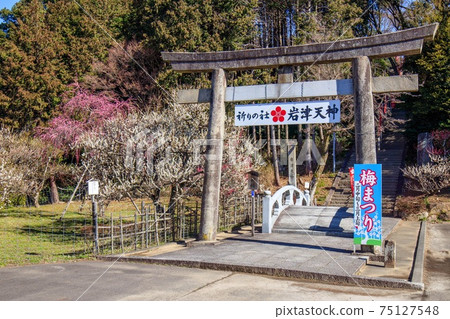 Okazaki Iwazu Tenjin Torii and plum blossoms Okazaki Iwazu Tenjin Torii and plum blossoms 75127548