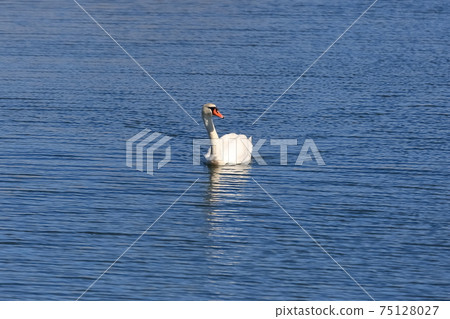 Swan 75128027
