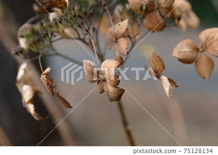 Withe hydrangea Withe hydrangea 75128134