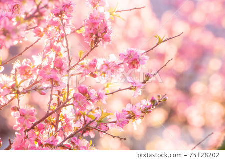 桃花 桃花 75128202