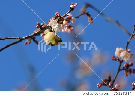 Oga櫻桃樹和mezzo 75128314