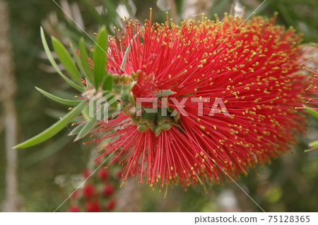 Brush tree flowers Brush tree flowers 75128365