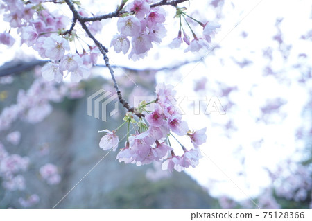 Wild cherry blossoms in Chimachibo Park in Takeo Saga 75128366