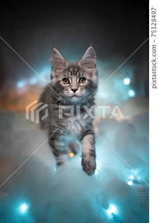 curious maine coon kitten standing on colorful illuminated clouds looking curious maine coon kitten standing on colorful illuminated clouds looking 75128497