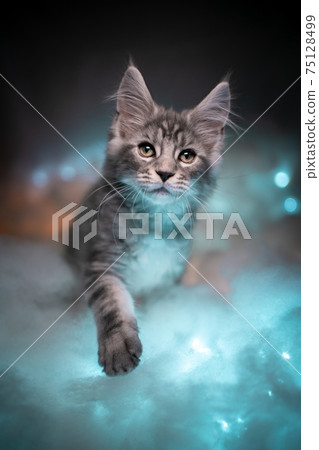 curious maine coon kitten standing on colorful illuminated clouds looking 75128499