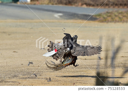 Falconry 75128533