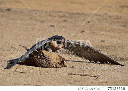 Falconry Falconry 75128536