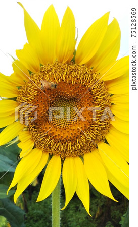 一隻蜜蜂棲息在一朵大的向日葵花 75128569