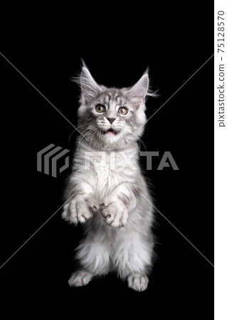 maine coon kitten playing standing on hind legs making funny pose and face maine coon kitten playing standing on hind legs making funny pose and face 75128570