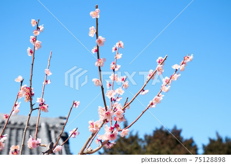 Okazaki Iwazu Tenman's plum blossom Okazaki Iwazu Tenman's plum blossom 75128898