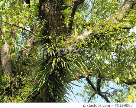 Noxinobu (eave shinobi) that grows on the bark Noxinobu (eave shinobi) that grows on the bark 75129003