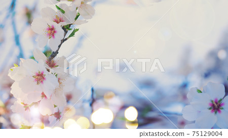 almond tree bloom almond tree bloom 75129004