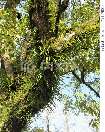 樹皮上的信濃 75129005