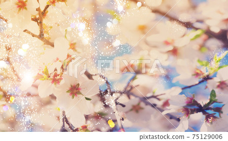 almond tree bloom almond tree bloom 75129006