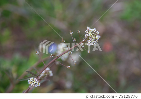 薺菜 薺菜 75129776